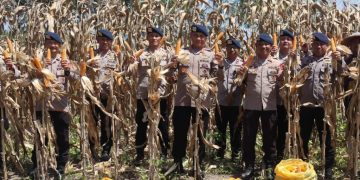 Brimob Polda Gorontalo Panen 5 Ton Jagung, Dukung Ketahanan Pangan