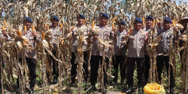 Brimob Polda Gorontalo Panen 5 Ton Jagung, Dukung Ketahanan Pangan