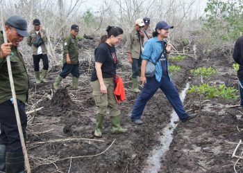YKAN Pantau Progres Restorasi Mangrove di Desa Teluk Pambang