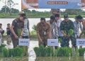 Bupati HSU Pimpin Penanaman Padi untuk Perkuat Ketahanan Pangan