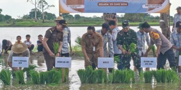Bupati HSU Pimpin Penanaman Padi untuk Perkuat Ketahanan Pangan