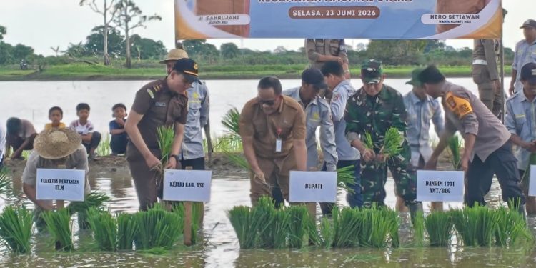 Bupati HSU Pimpin Penanaman Padi untuk Perkuat Ketahanan Pangan