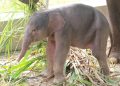 Kelahiran Anak Gajah di Lampung, Keberhasilan Konservasi Ex Situ