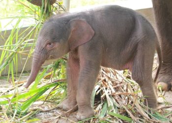 Kelahiran Anak Gajah di Lampung, Keberhasilan Konservasi Ex Situ
