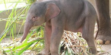 Kelahiran Anak Gajah di Lampung, Keberhasilan Konservasi Ex Situ
