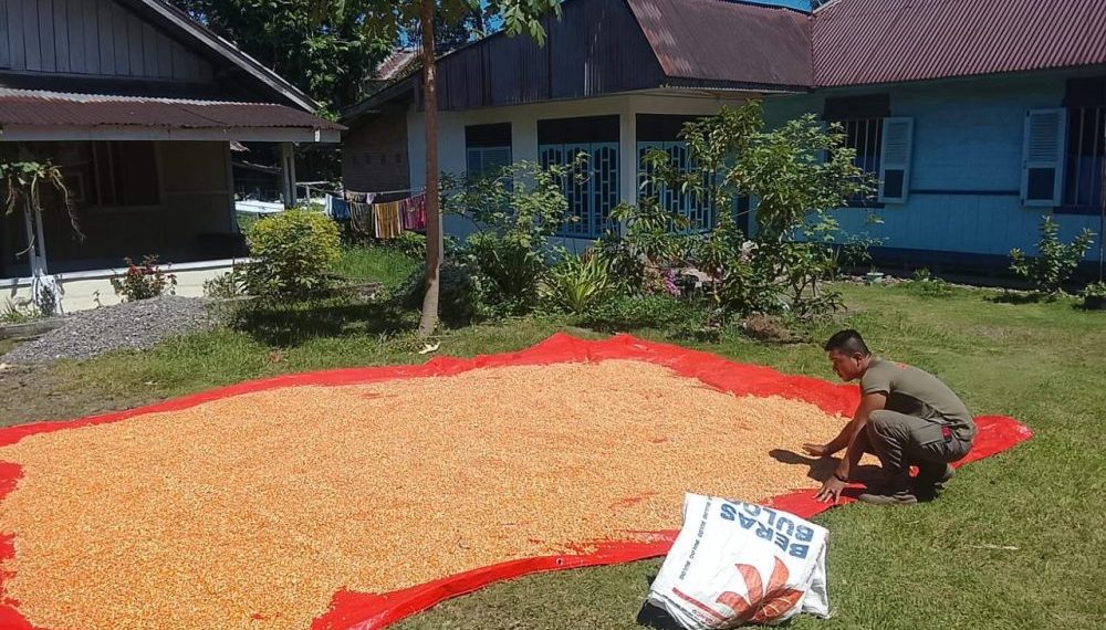Satbrimob Polda Sumbar Dukung Ketahanan Pangan Lewat Optimalisasi Panen Jagung