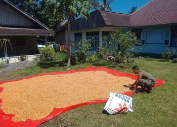 Satbrimob Polda Sumbar Dukung Ketahanan Pangan Lewat Optimalisasi Panen Jagung
