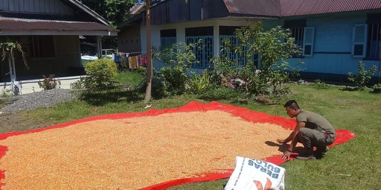 Satbrimob Polda Sumbar Dukung Ketahanan Pangan Lewat Optimalisasi Panen Jagung