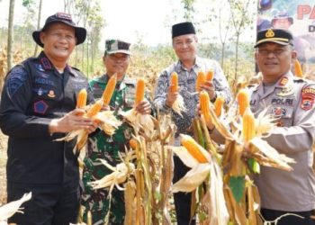 Polda Jateng Gelar Panen Raya Jagung di Kendal untuk Dukung Ketahanan Pangan