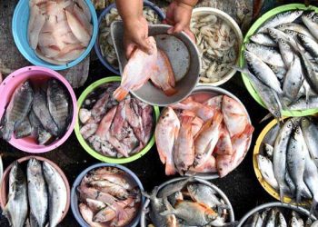 Pakar UGM Ungkap Alasan Rendahnya Konsumsi Ikan di Jawa