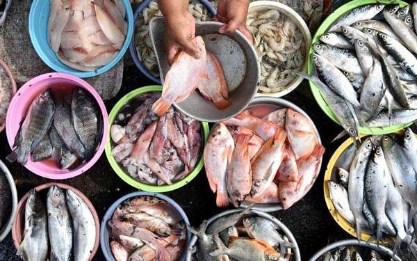 Pakar UGM Ungkap Alasan Rendahnya Konsumsi Ikan di Jawa