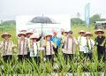 Revitalisasi Lidah Buaya di Pontianak Didorong untuk Tingkatkan Ekonomi Lokal