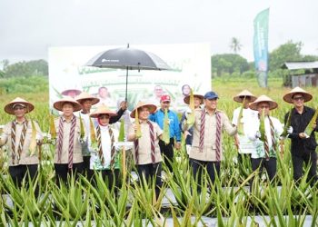 Revitalisasi Lidah Buaya di Pontianak Didorong untuk Tingkatkan Ekonomi Lokal