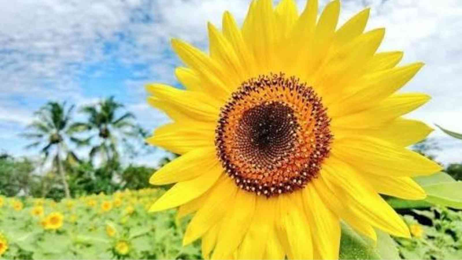 Taman Bunga Dewari Magelang Buka Setiap Hari, Wisatawan Bisa Berkunjung hingga Sore