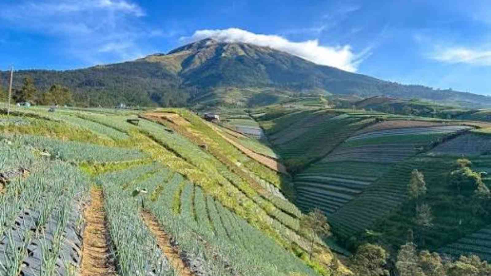 Wisata Desa Sayur Sukomakmur Magelang, Surga Foto dengan Hamparan Kebun Hijau