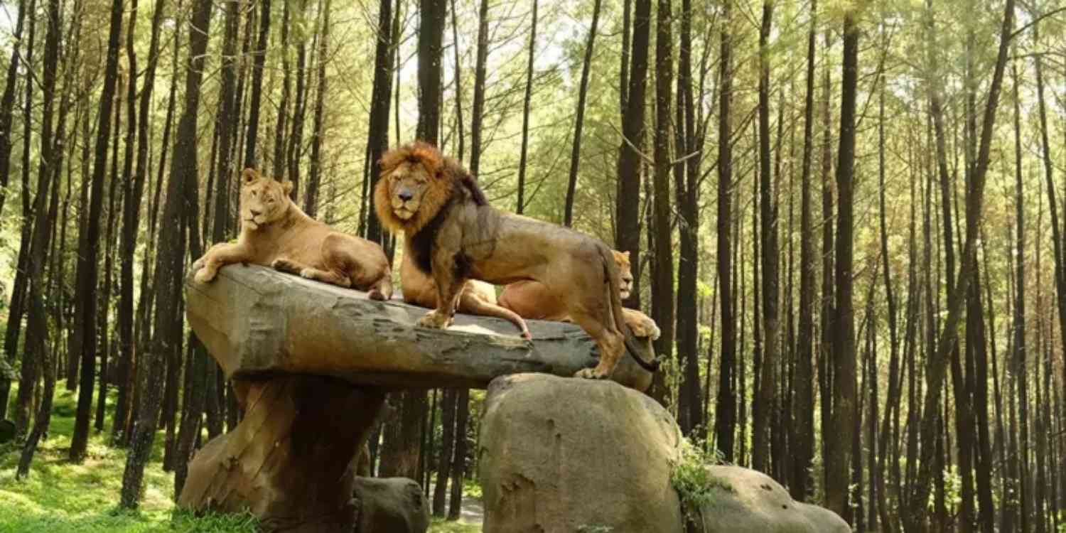 Wisata Taman Safari Bogor