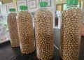 UGM Kembangkan Benih Kedelai Lokal untuk Kurangi Impor