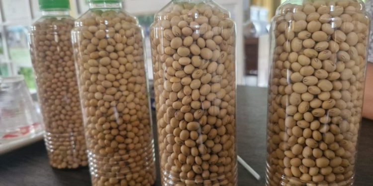 UGM Kembangkan Benih Kedelai Lokal untuk Kurangi Impor