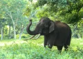 Konflik Gajah Liar di Lampung: Dosen UGM Sarankan Warga Hindari Berkebun di Kawasan Konservasi