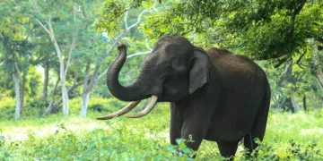 Konflik Gajah Liar di Lampung: Dosen UGM Sarankan Warga Hindari Berkebun di Kawasan Konservasi
