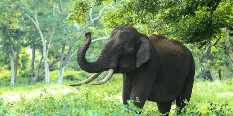 Konflik Gajah Liar di Lampung: Dosen UGM Sarankan Warga Hindari Berkebun di Kawasan Konservasi