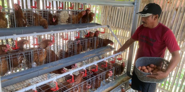 Bojonegoro Tingkatkan Ekosistem Peternak Ayam Lewat Program GAYATRI