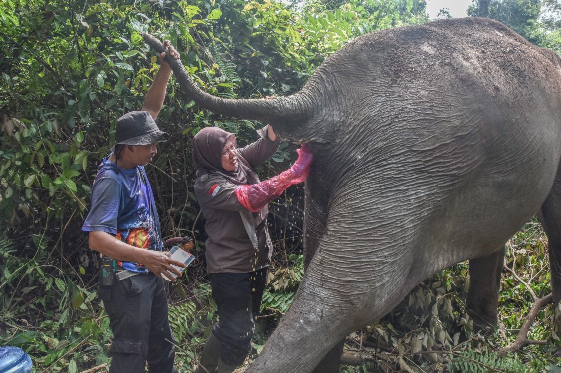 Gajah Sumatra Lansia di Pelalawan Pulih dari Kondisi Kritis