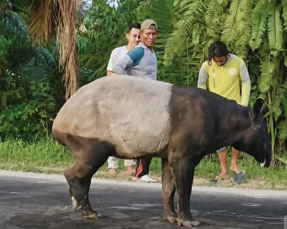 KOBI Desak Tindakan Tegas atas Pembunuhan Tapir di Lampung