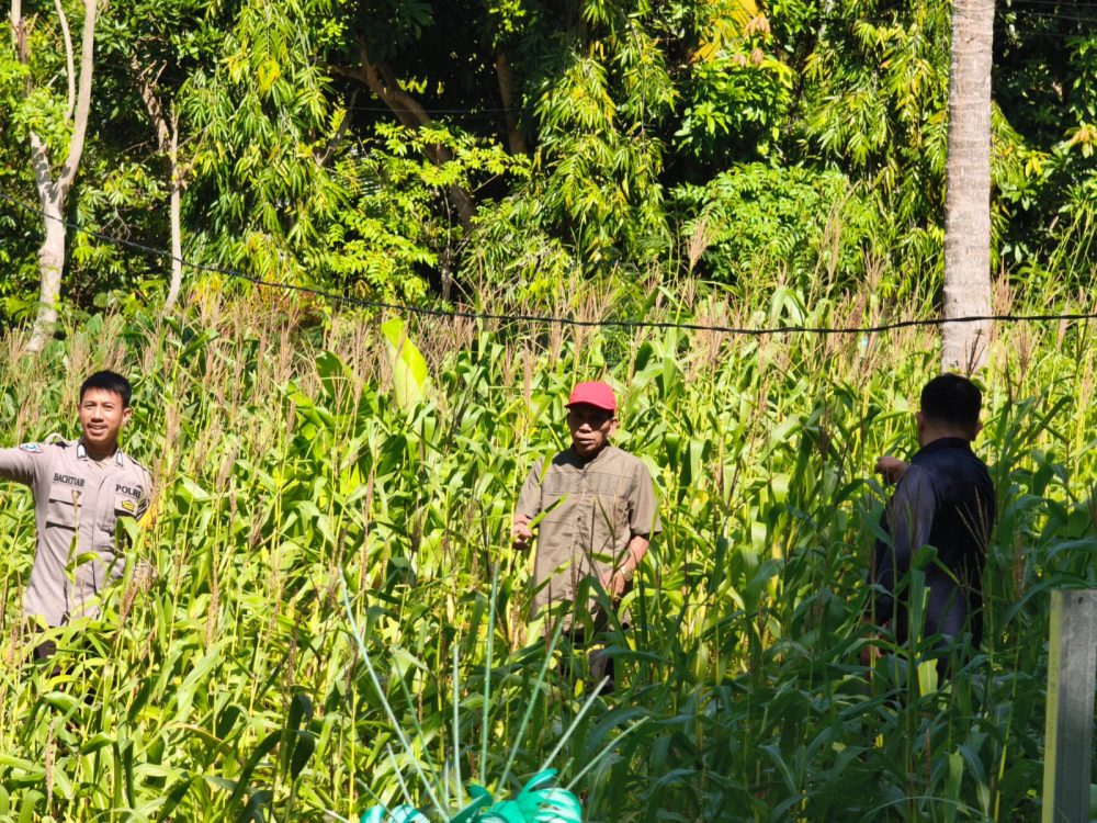 Bhabinkamtibmas Polsek Banggae Pantau Lahan Jagung di Dusun Bunga