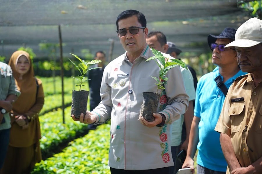 Empat Juta Bibit Kopi Arabika Gayo 3 Akan Disalurkan ke Petani Aceh Tengah