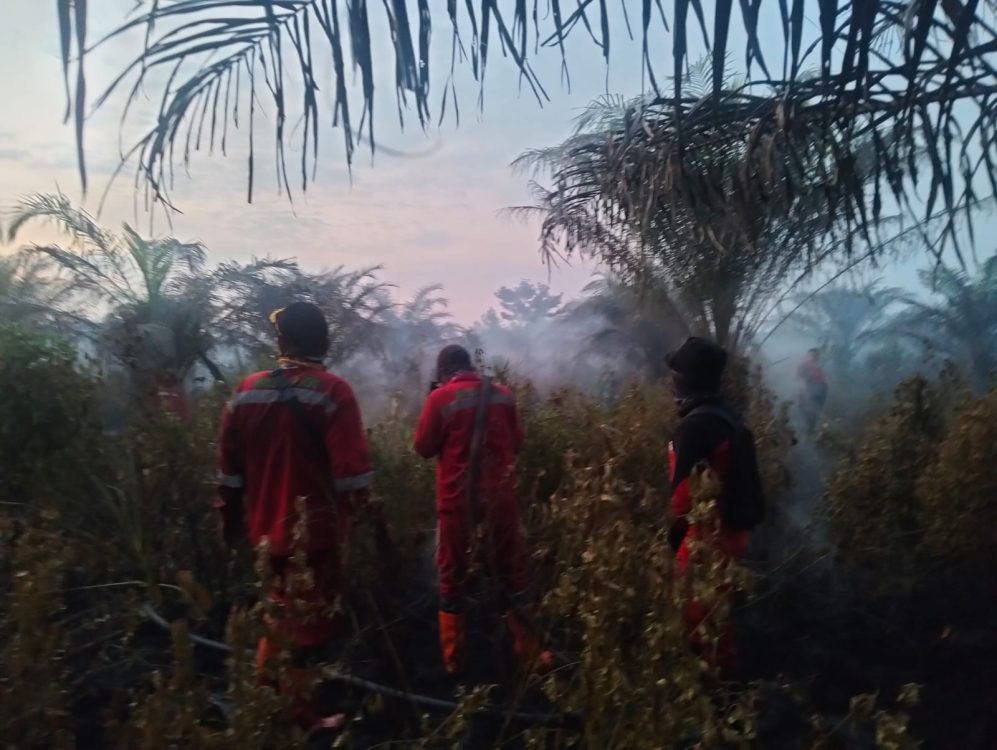 Kebakaran Hutan di Payung Sekaki, Petugas Berjuang Cegah Penyebaran Api