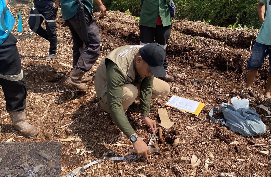 BBKSDA Riau Imbau Pekerja Waspada di Habitat Harimau Sumatra