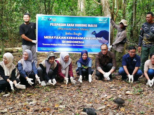 Pelepasliaran 1.471 Anak Burung Maleo di Gorontalo untuk Konservasi