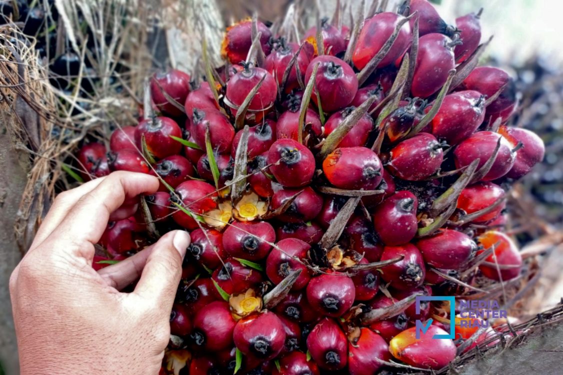 Harga TBS Sawit Riau Naik, Petani Plasma Dapat Angin Segar