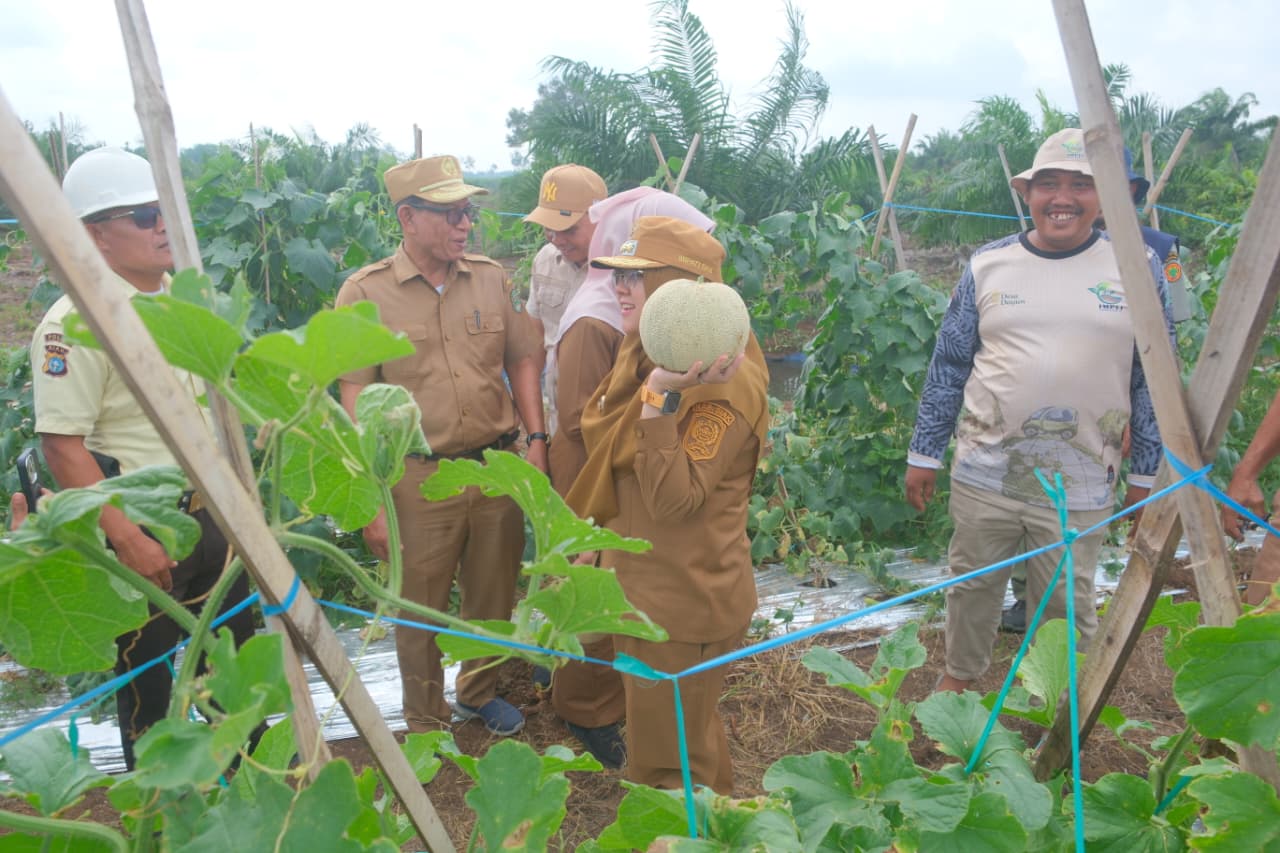 Panen Melon di Siak Ungkap Potensi Lahan Gambut untuk Hortikultura