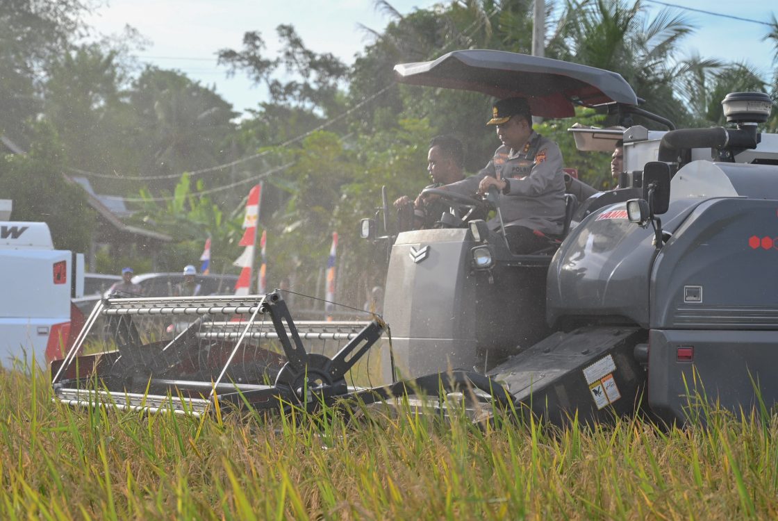 Panen Raya Serentak di Pidie Dukung Ketahanan Pangan Nasional