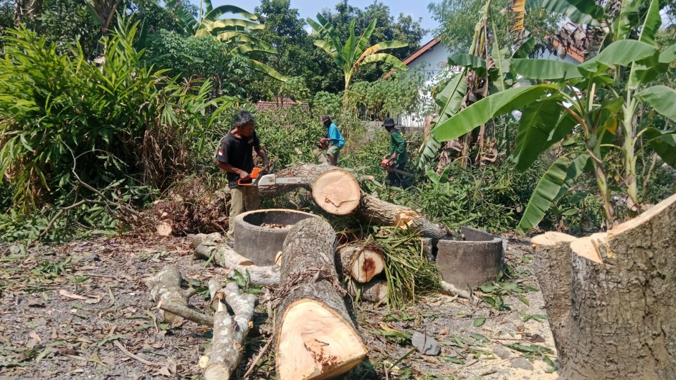 Kalurahan Sumbersari Lakukan Penebangan Pohon untuk Cegah Bencana