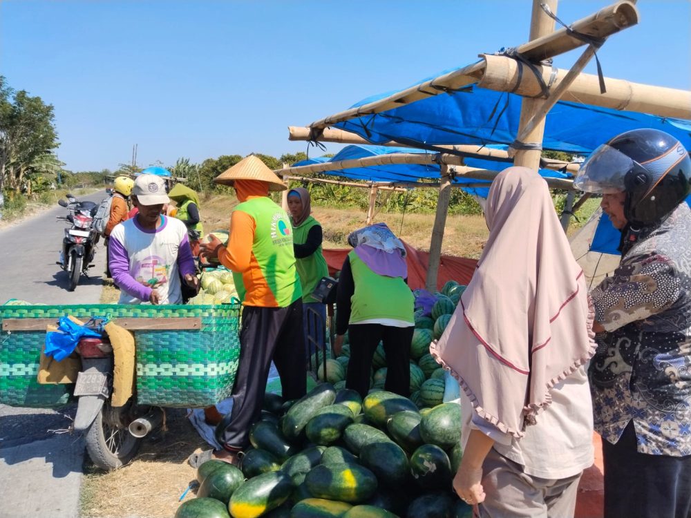 Panen Semangka Melimpah di Demak, Harga Mulai Rp4.000 per Kilogram