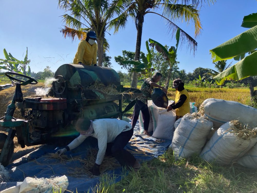 Inovasi Thresher Keliling Maksum Permudah Petani Plumbon