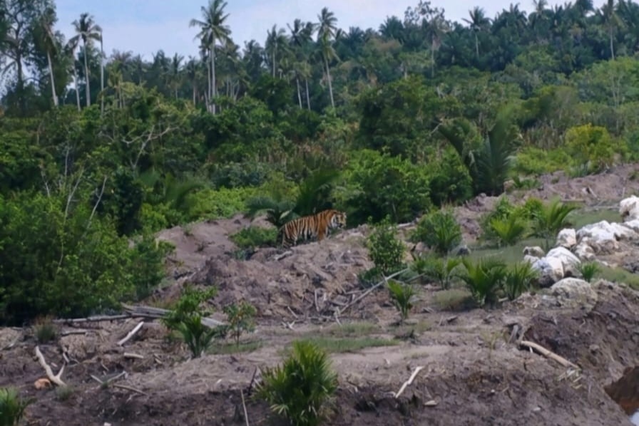 BBKSDA Riau Intensifkan Pemantauan Harimau Sumatra di Indragiri Hilir