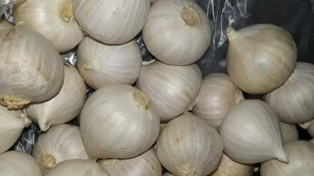 Apa Itu Bawang Lanang Ini Kandungan Nutrisi dan Manfaatnya bagi Tubuh
