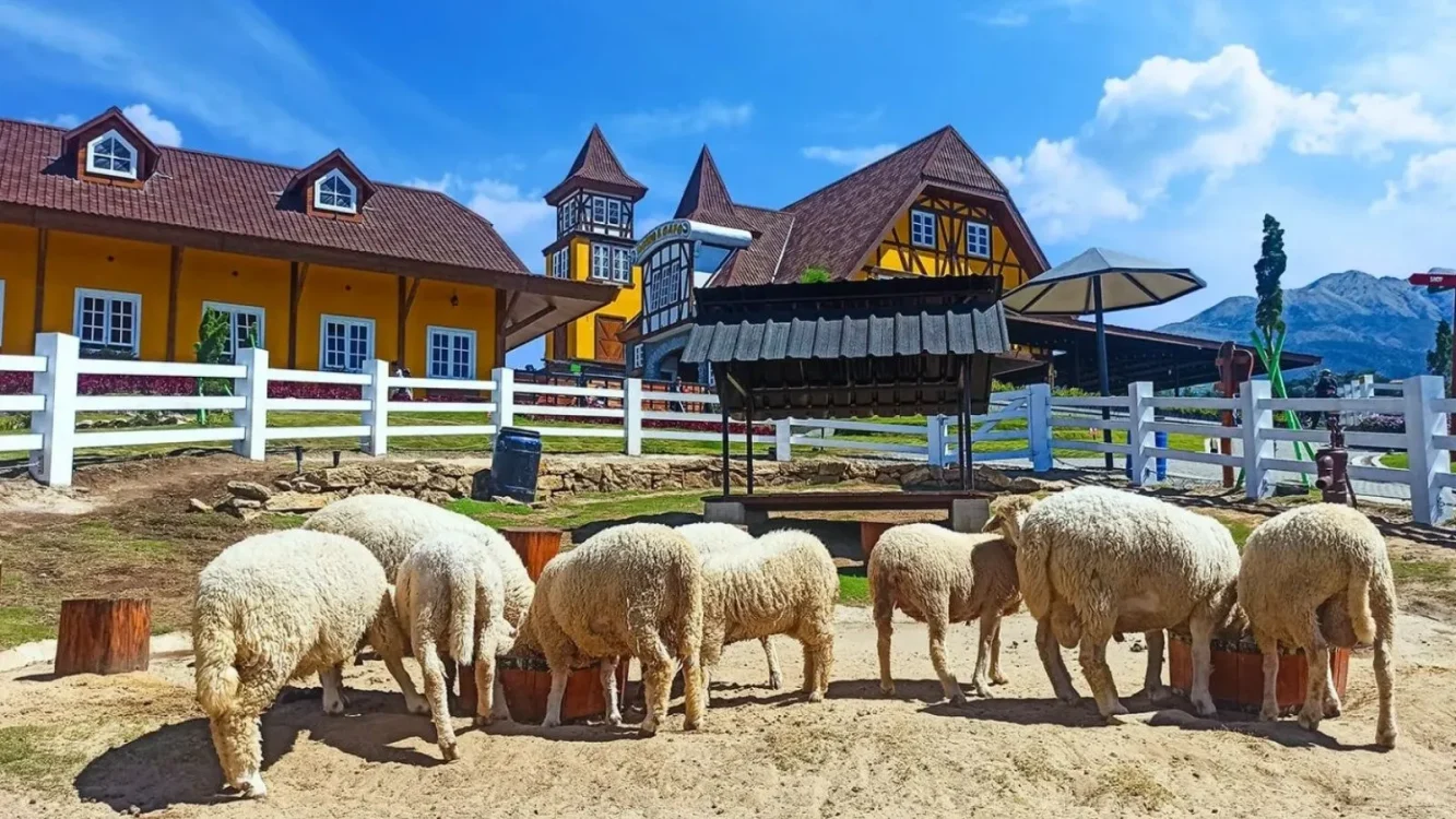 Serunya Animal Feeding di Cepogo Cheese Park, dari Pedet hingga Burung Unta