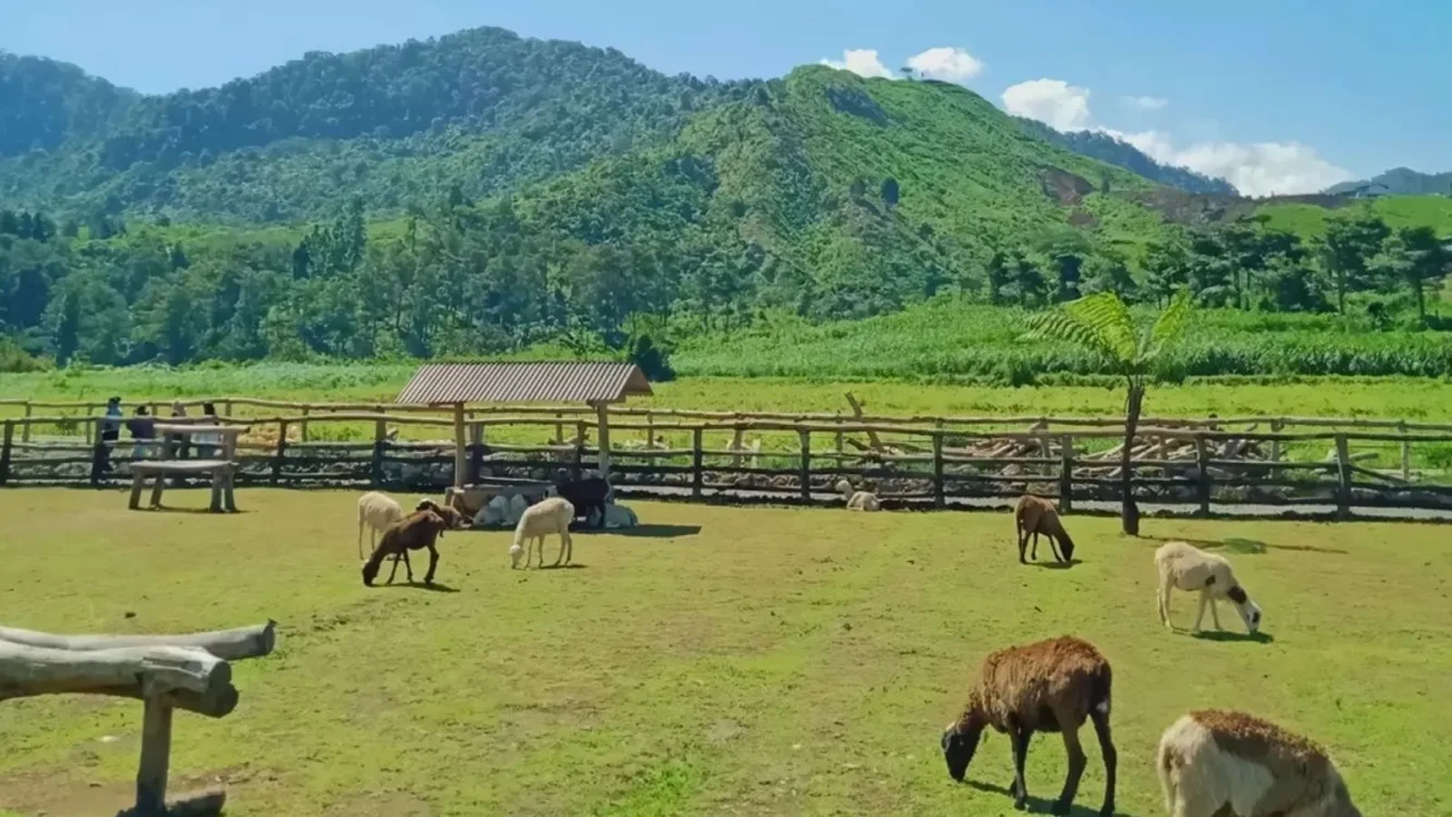 Swiss Van Java Wonosobo Saat Hujan Tetap Menawan, Suasananya Syahdu dan Berkabut
