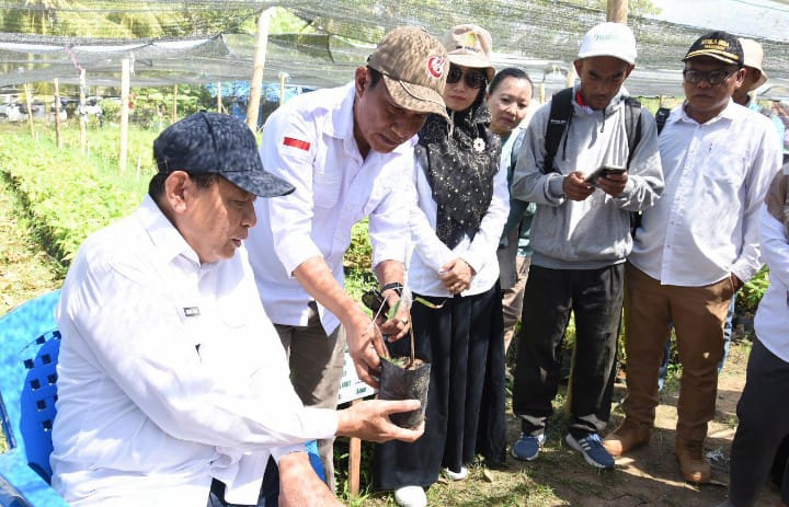 : Gubernur Gorontalo Gusnar Ismail melihat hasil penangkaran bibit kakao di Kecamatan Mananggu, Kabupaten Boalemo, Rabu (5/8/2026). (Foto : Haris)