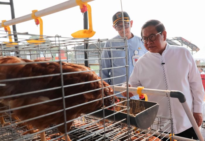 Pemprov DKI Jakarta Kembangkan Kawasan Peternakan Terpadu di Ciangir