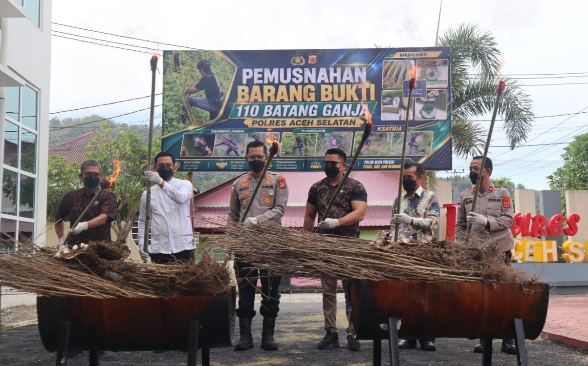 Polres Aceh Selatan Hancurkan 110 Batang Ganja, Perkuat Upaya Pemberantasan Narkoba