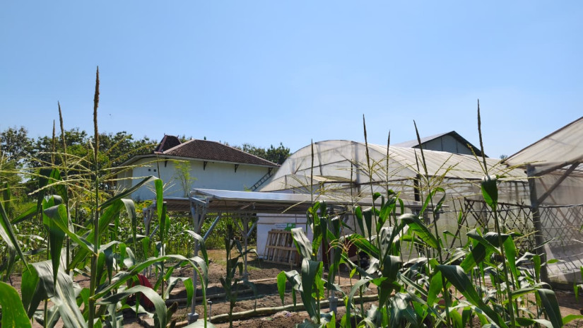 Inovasi Agrovoltaic dari Peneliti UGM untuk Pengembangan Smart Farming