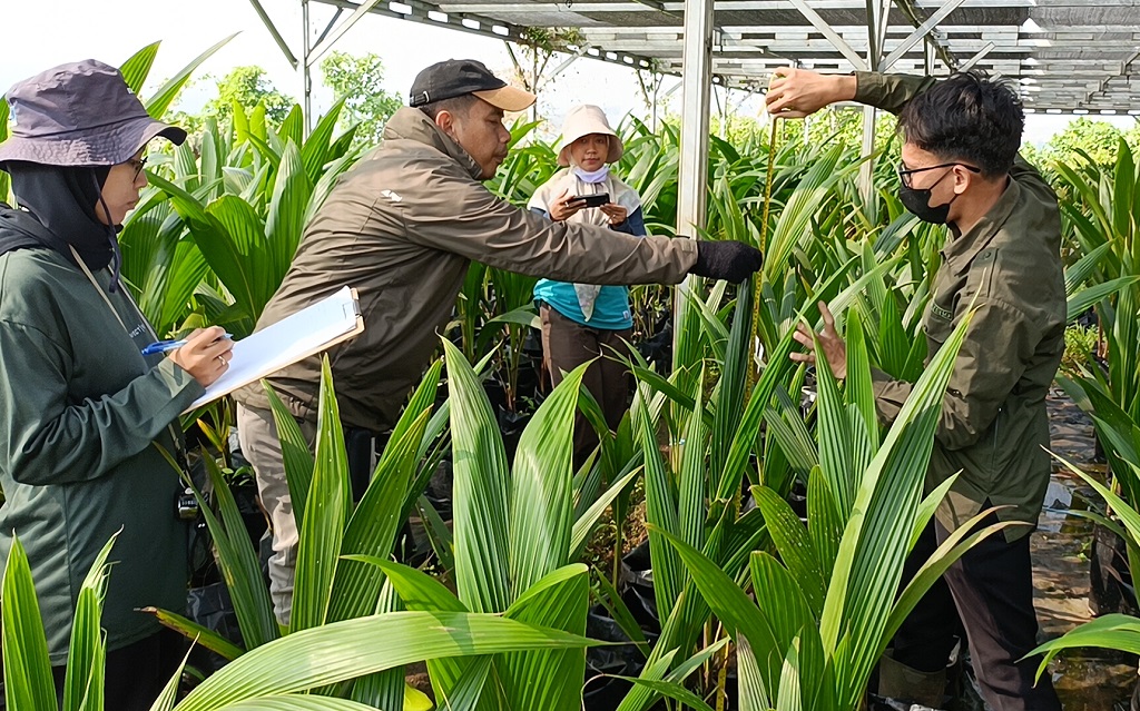 : Penanggung Jawab Produksi Benih, Pusat Nurseri Kelapa Batang melakukan pengukuran pada bibit kelapa.