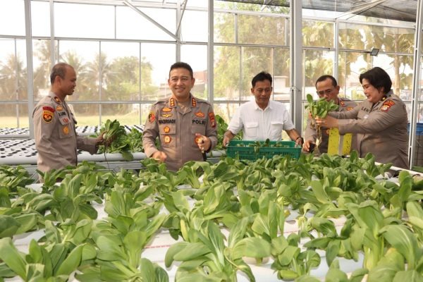 Kapolres Metro Jakarta Barat Tinjau SPPG dan Panen Sayuran Pokcoy Di Greenhouse SPPG Polri Palmerah