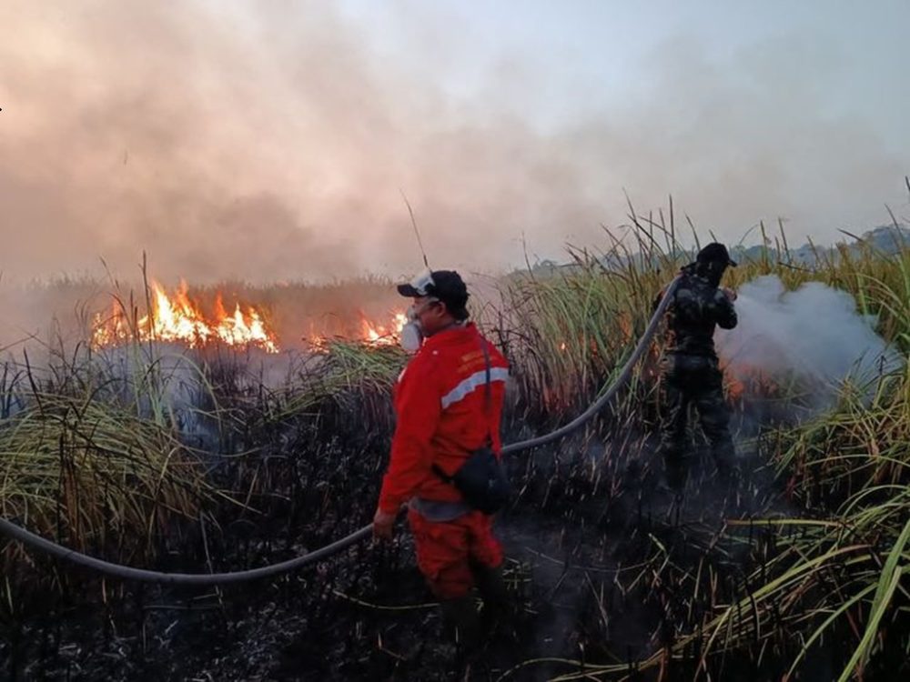 : Kementerian Kehutanan memastikan kebakaran hutan di kawasan Resor Kuala Penet, Taman Nasional Way Kambas, Kabupaten Lampung Timur, berhasil dipadamkan pada Sabtu, 22 Agustus 2026, sekitar pukul 19.00 WIB. (foto: Humas Kemenhut)